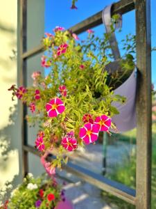 un pot de fleurs suspendu avec des fleurs roses dans une fenêtre dans l'établissement Agriturismo il Pianetto, à Principina Terra