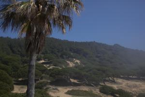 a palm tree on top of a hill at Hostal Mar de Frente in Los Caños de Meca