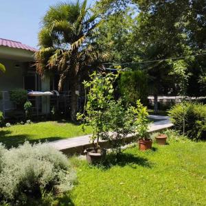 einen Hof mit einer Palme und einem Haus in der Unterkunft Vila Katerina Dojran in Sretenovo
