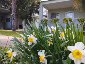 a bunch of white and yellow flowers in front of a house at Vila Katerina Dojran in Sretenovo +1 photo