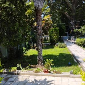 a palm tree in the middle of a yard at Vila Katerina Dojran in Sretenovo