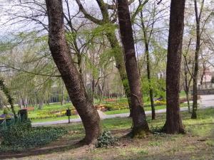 a group of trees in a park at Studio apartman MIR in Kanjiža