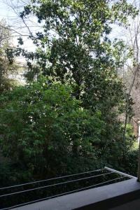 widok na drzewo z okna w obiekcie DaLi House w Pizie