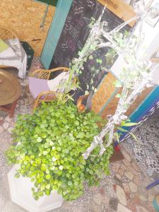 une plante verte dans un pot blanc à côté d'une table dans l'établissement Rosa de los Vientos, à Cadix