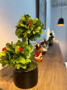 a green plant in a black pot on a table at Vila Ndrio in Pogradec