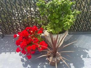 a bunch of red flowers in a pot next to a fence at Beautiful Apartment,no 1, With Parking in Ilfracombe