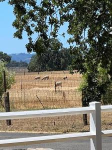 een groep dieren in een veld achter een hek bij Wine Country - Country home 