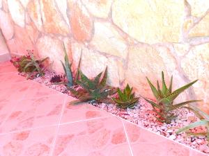 Fotografia z galérie ubytovania Mila Pet friendly holiday house with private place on the beach v destinácii Pag