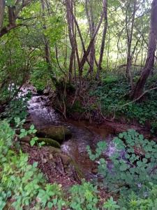 um riacho numa floresta com árvores e plantas em Cazare La Oana em Haţeg