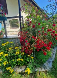 un montón de flores rojas en un jardín en Villa Janet en Dolna Banya