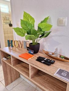 une étagère en bois avec une plante en pot dans l'établissement Couleurs caraïbes - Plage et Tranquillité, à Sainte-Anne
