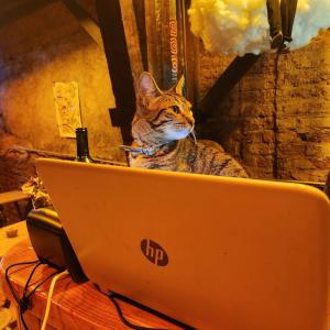 a cat sitting in front of a laptop computer at La Casa Del Puerto, Hostal cultural, Cerro Alegre in Valparaíso