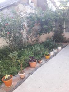 a row of potted plants in a garden at Apartment at Narimanov 151 in Ganja