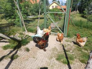 Zvířata v bed and breakfast nebo okolí