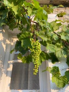 a bunch of green grapes hanging from a vine at Villa rustica bougainvillea in Maslinica