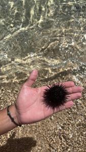 a persons hand holding a sea urchin in the water at Villa Hercegovina in Sveti Filip i Jakov