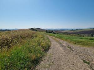 un camino de tierra en medio de un campo en Gli ulivi di Siena, en Siena