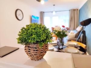 a potted plant sitting on top of a table at 2 Single Beds, 1 BR Apartment in Newmarket