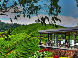 una plantación de té con un salón de té en una colina en D'CAMERON MUSLIM HOMESTAY, en Brinchang