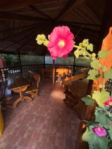 Zahrada ubytování Casa Picu