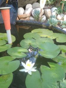 a white flower in a pond with lily pads at Perivoli Tessas' in Parga