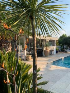 a palm tree next to a swimming pool at La villa Paloma in Sylvéréal