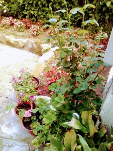 Giardino di Timočko gnezdo