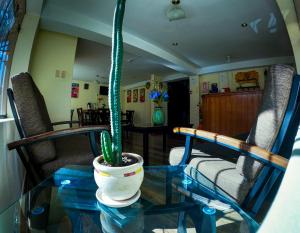una planta sentada en una mesa de cristal en una habitación en Hotel Casa Santa Beatriz, en Cusco