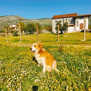 un perro blanco y marrón sentado en un campo de flores en B&B La Coccinella, en Amaseno