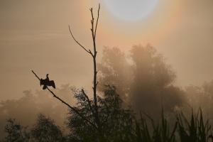 Ein Flugzeug fliegt über einen Baum im Nebel in der Unterkunft Bunica Maria - Guesthouse for birders in Mahmudia