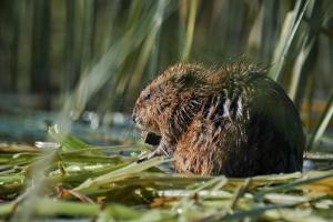 Ein Igel sitzt im Gras im Wasser in der Unterkunft Bunica Maria - Guesthouse for birders in Mahmudia + 12 Fotos