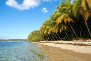 a group of palm trees on the beach at TOUMALACAÏ Appart 245 in Folle Anse