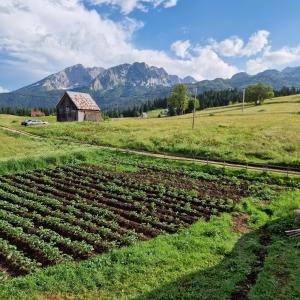 Imagen de la galería de Bosaca, en Žabljak 23 fotos más