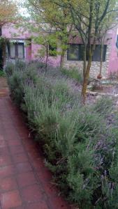une rangée de plantes devant une maison dans l'établissement Architerra, à San Javier