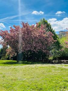 un árbol con flores rosas en un campo en Studio situé à 5 min du château de Versailles et stationnement gratuit en Versailles