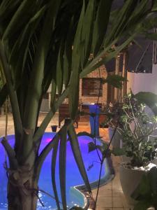 a potted plant sitting next to a blue pool at Pousada Casa do Bruno in Canoa Quebrada