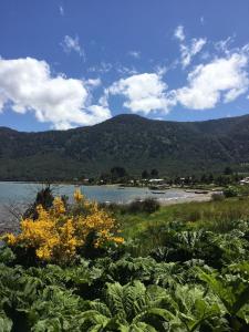 un campo de plantas con un cuerpo de agua y montañas en CABAÑAS RÜPÜ PUYUHUAPI, en Puerto Puyuhuapi