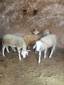 un gruppo di ovini che si trovano uno accanto all’altro di Nuit dans la ferme a Marrakech