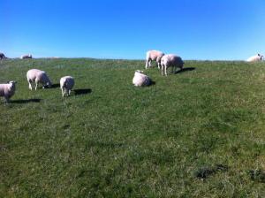 a herd of sheep grazing on a grassy hill at Ferienhaus in Nessmersiel 20-139 in Neßmersiel