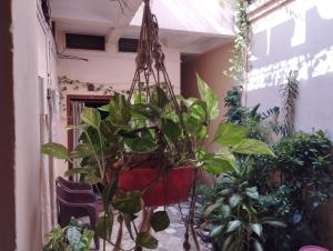 普里的住宿－Divine view - Ac room for 2 pax - Swarna Bhavan，一间有一堆植物的房间
