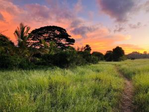a field of grass with a sunset in the background at Grand Refuge wilpathu safari Home made foods Bikes Bicycles Tuk tuk Bird view Lake jogging in Anuradhapura