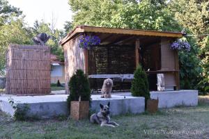 Ein Hund sitzt im Gras neben einem Hundehaus in der Unterkunft Вили Водно Конче Villas Vodno Konche in Achtopol