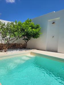 een zwembad in een huis met een boom bij Casa delle Rondini in Presicce
