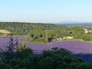 un grand champ de panneaux solaires violets dans l'établissement La Ferme du petit Ségriès Bed and Breakfast, à Moustiers-Sainte-Marie