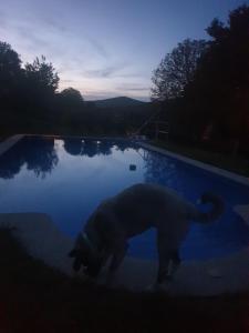 a dog standing in front of a pool of water at Casa Rural O Bergando in Cotobade