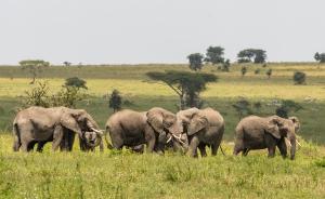 a group of elephants walking in a field at Ngorongoro Lodge member of Meliá Collection in Ngorongoro