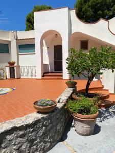 a house with a courtyard with potted trees in pots at CasaAle in Anacapri