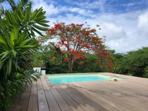 a swimming pool next to a tree with red flowers at Flambloyant in Sainte-Luce