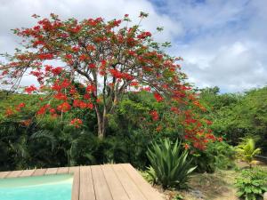 a tree with red flowers next to a swimming pool at Flambloyant in Sainte-Luce
