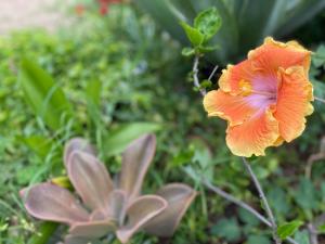 Gallery image of Juniper Bay in Portoscuso